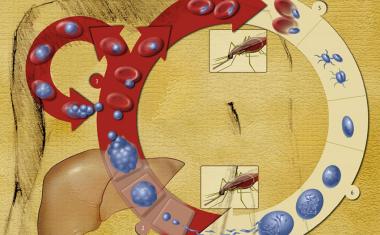 Die Physik der Malaria