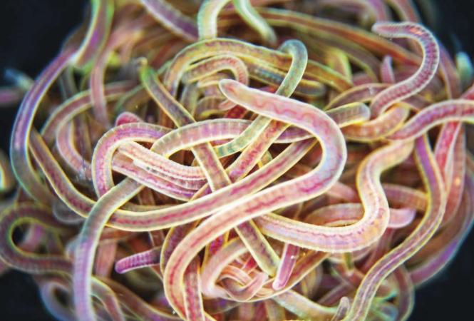 Verhakt und versteift in einem wirren Wurmknäuel