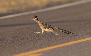 Mit dem Roadrunner zum Sieg