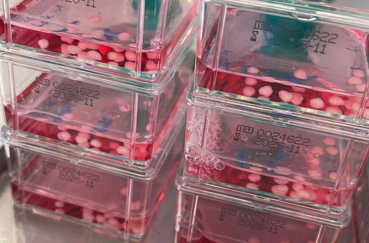 Gehirnorganoide im Nährmedium