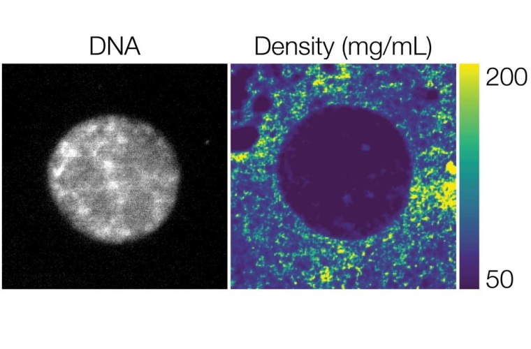 Ein Zellkern (Nukleus), der in vitro in Xenopus laevis-Eiextrakt (afrikanischer Krallenfrosch) rekonstituiert wurde. Links: Fluoreszenzbild, in dem die DNA angefärbt wurde. Rechts: Dichtekarte desselben Kerns, die mit Hilfe der ODT erstellt wurde.