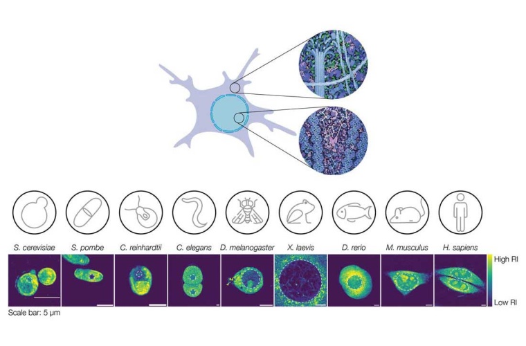 Oben: Illustration des komplexen Innenraums innerhalb des Kerns und des Zytoplasmas. Repräsentative Bilder von Kernen verschiedener Organismen. Der Farbverlauf zeigt die Dichteverteilung von niedrig (blau) bis hoch (gelb).