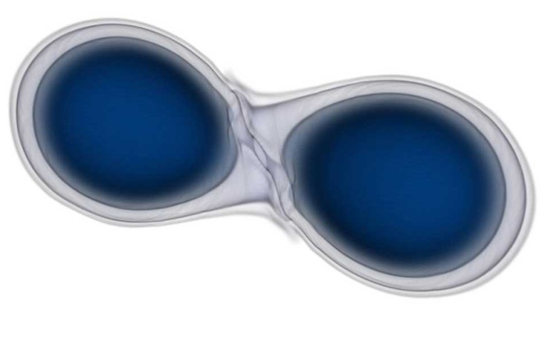 Simulation der Verschmelzung zweier Neutronensterne (Darstellung der Massendichtekonturen).
Illustration: David Radice