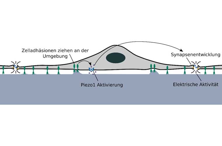 Neuronen interagieren über Zelladhäsionen aktiv mit ihrer Umgebung, unter anderem durch Zugkräfte.