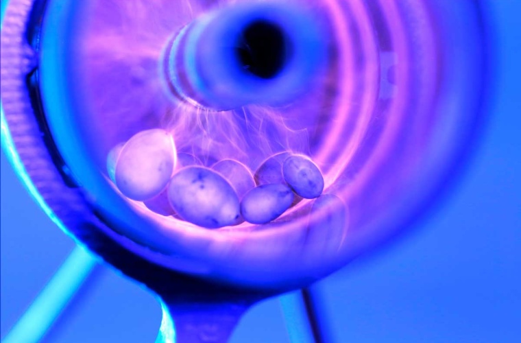 Lupinen­samen wäh­rend der Be­hand­lung in einem Plasma-Reaktor. Die physi­ka­li­sche Me­tho­de re­du­ziert samen­bür­ti­ge Er­re­ger und unter­stützt eine nach­hal­ti­ge Pflan­zen­pro­duk­tion.