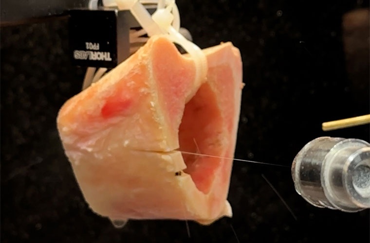 Compressed air and water are used to keep the cut surfaces on the bovine bone cool and clear. The laser beam itself is not visible.