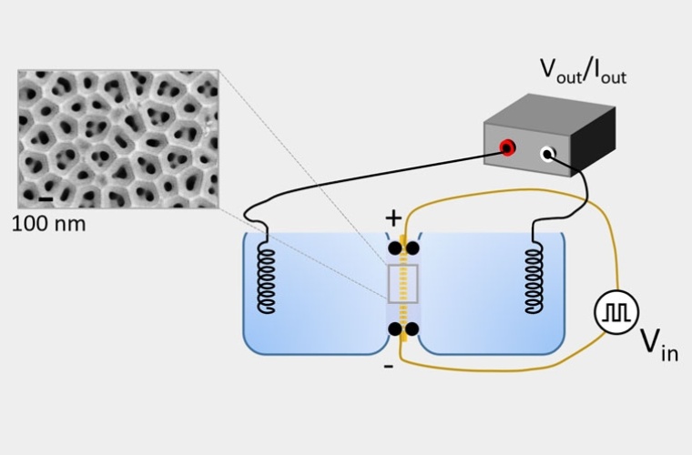 Schematische Darstellung der Ionenpumpenstruktur und doppelten Metallschichten zur Messung der
elektrischen Spannung. Grafik: Gideon Segev
