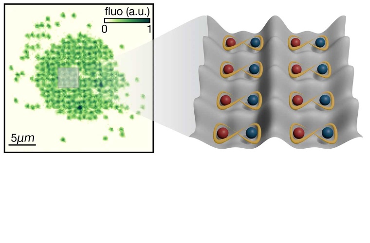 Quantengasmikroskop mit optischem Übergitter: Die Aufnahme (links) zeigt einzelne Atome mit hoher räumlicher Auflösung. Durch das Übergitter sind sie in Doppeltöpfen gepaart (rechts), die als grundlegende Einheiten für die Realisierung von Quantengattern dienen.