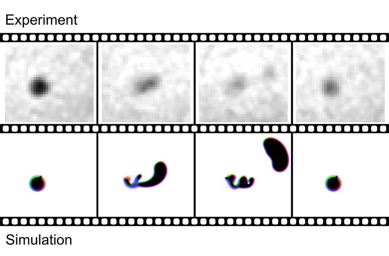 Das Ablösen eines neuen Skyrmions während des sogenannten „Syrmion shedding“ passiert innerhalb von 10 Nanosekunden. Das Skyrmion (dunkler Punkt) am Anfang und Ende des Vorgangs hat einen Durchmesser von nur 100 Nanometern. Oben sind Pikosekunden-Schnappschüsse mittels Röntgenmikroskopie gezeigt, unten eine Simulation des Vorgangs