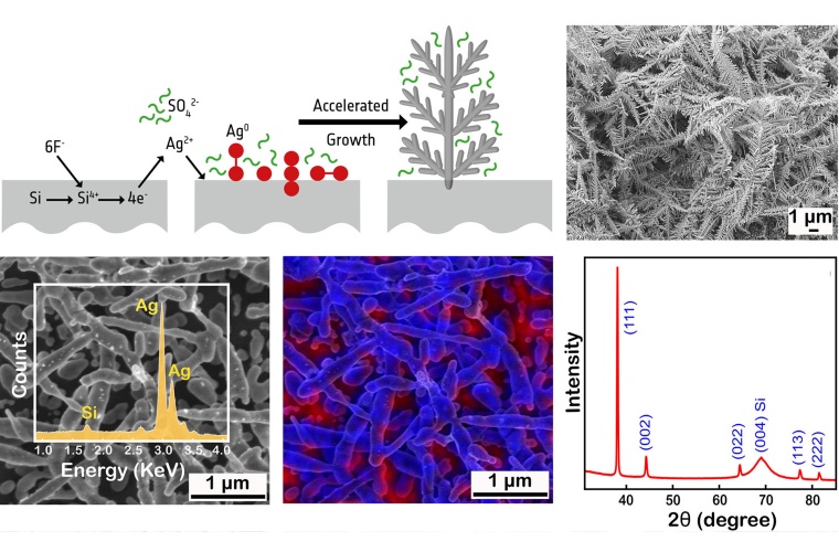 Schematic of the galvanic growth mechanism for AgDs, SEM image, TEM image of a dendritic branch and an inset showing some grain boundaries, SEM-EDX spectrum, EDX elemental mapping showing Ag (blue) and the Si (red) distribution, XRD pattern of AgDs compared with the references