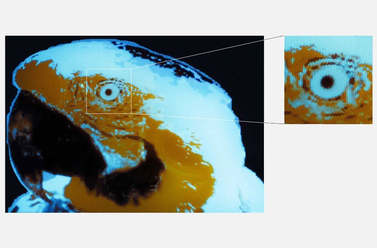 Ein Rekord: Das am höchsten aufgelöste mehrfarbige Bild mit Fluoreszenzfarben. Mikroskopieaufnahme. Das Bild ist 300 mal 430 Mikrometer gross