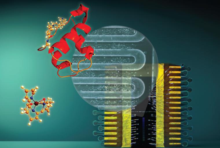 Abb.: Illustration eines Proteindetektors aus einem supraleitenden Nanodraht.