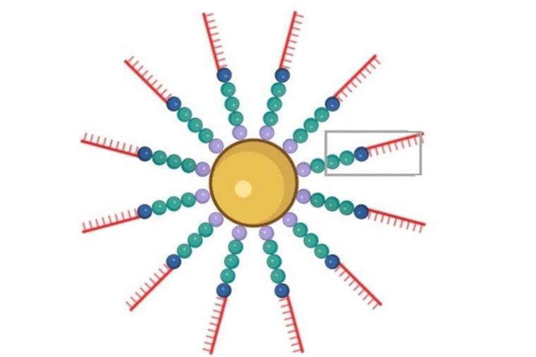 Abb.: Gold-Nanopartikel, mit Ketten aus einem Peptid- und einem DNA-Teil...