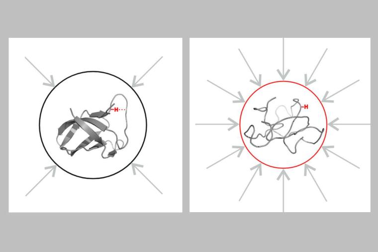 Abb.: Schematische Darstellung der Faltung des Kälteschockproteins B des...