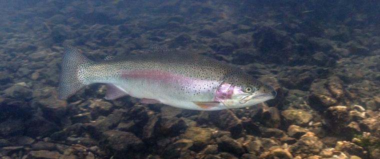 Regenbogenforelle (Oncorhynchus mykiss)