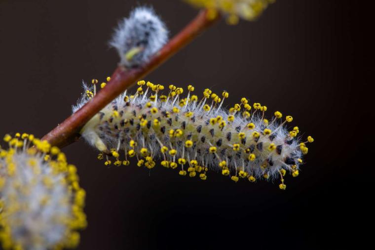 Abb.: Pollen können auf lokaler Ebene häufigere Niederschläge auslösen.