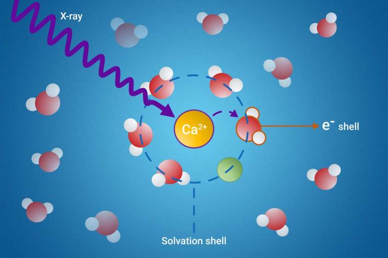 Abb.: FHI-Wissenschaftler untersuchen die verborgene Welt der Solvathüllen.