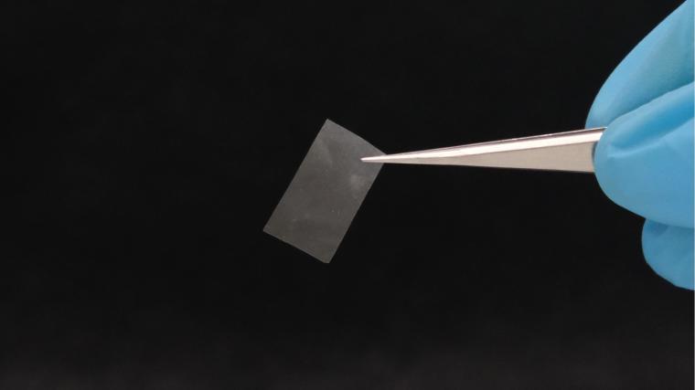 Abb.: Die lebende Folie ist nahezu transparent und besitzt eine gute...