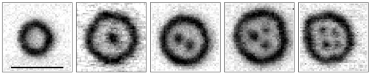 Röntgenmikroskopische Aufnahmen der Magnetisierungstexturen