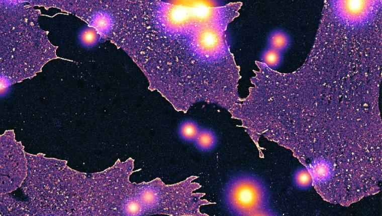 Künstlerische Darstellung einzeln aufgelöster Glykane vor ganzen Zellen