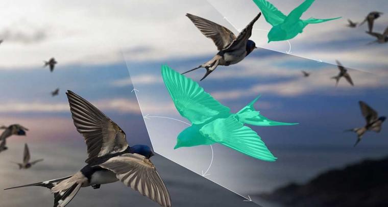 Grafik eines Vogelschwarms, bei der verschiedene Individuen auf die Glugbahn...