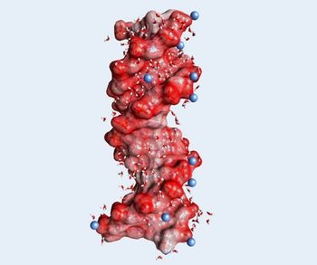 Abb.: DNA-Doppelhelix in einer Wasser­hülle (gewinkelte kleine Moleküle,...