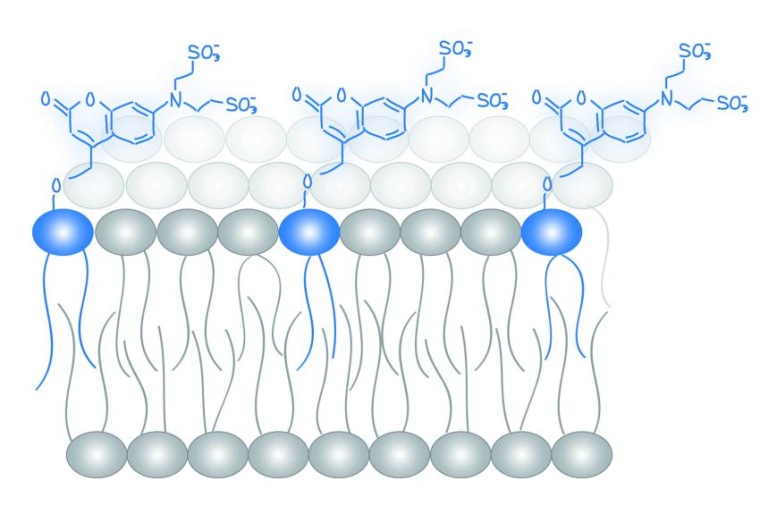 Abb.: Molekulare Sonden (blau) für die Analyse von Lipid­boten­stoffen...