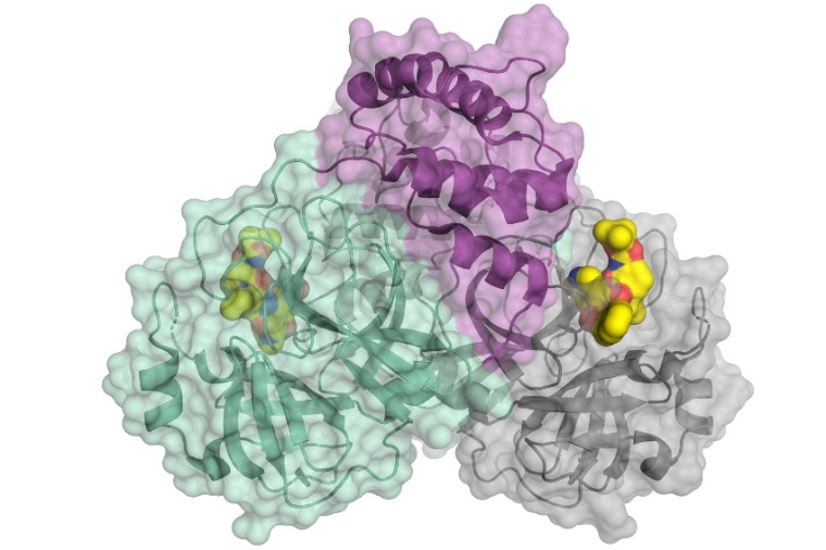 Abb.: Schema­tische Dar­stellung der Corona­virus-Protease, eines wichtigen...