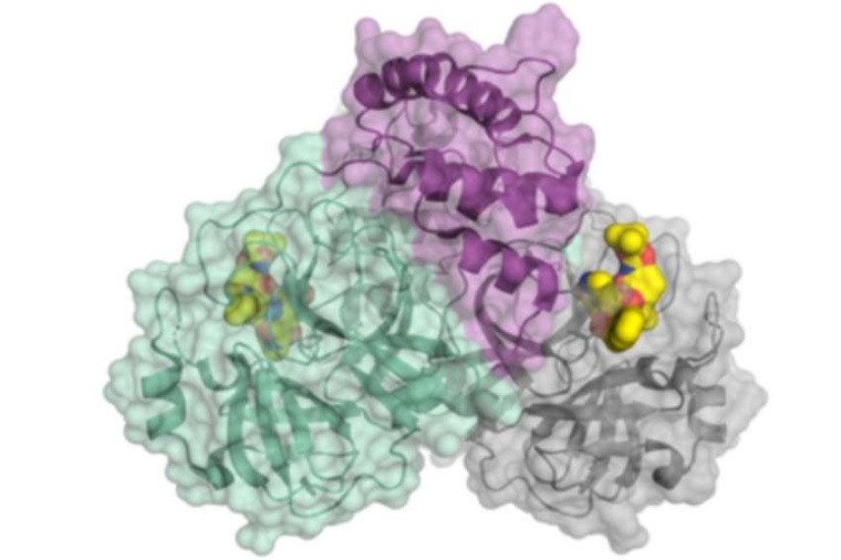 Abb.: Schematische Darstel­lung der Corona­virus-Protease, eines wichtigen...