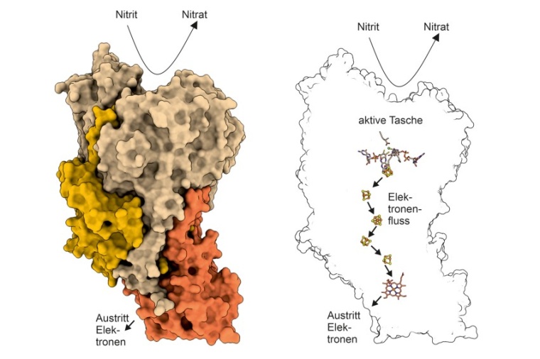 Abb.: Links: Ein NXR-Molekül. Rechts: Blick in das Innere von NXR. In der...