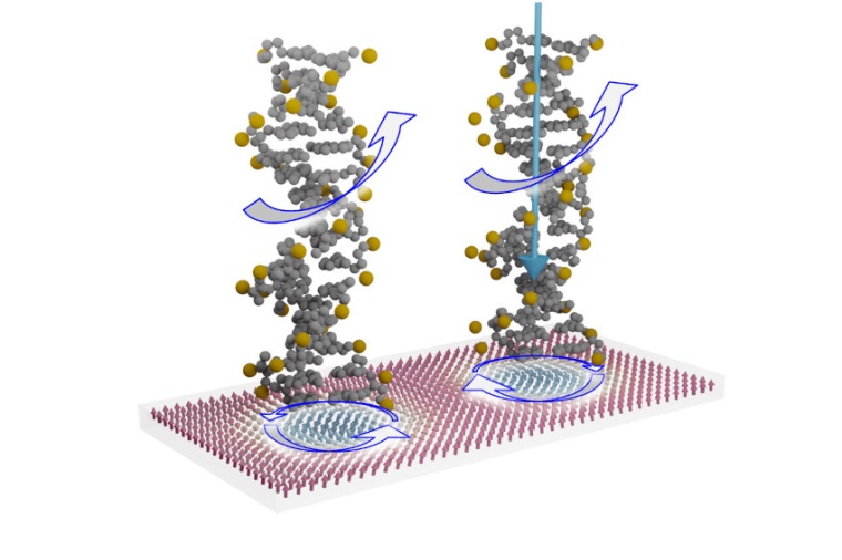 Abb.: Illustration von zwei chiralen Molekülen auf chiralen Spinstrukturen in...