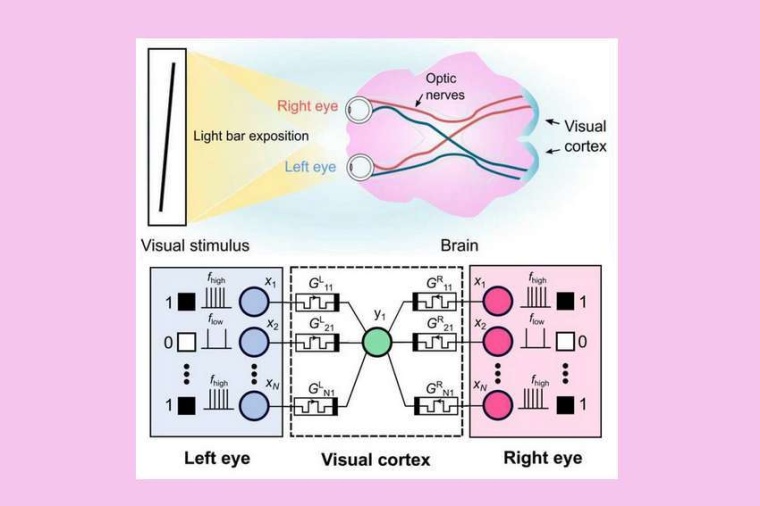Abb.: Oben: Die visuellen Ein­gänge von beiden Augen werden durch die...